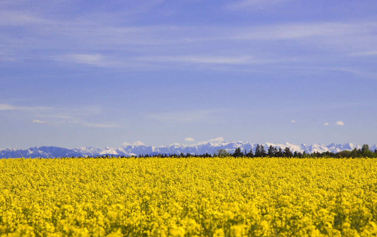 1-108-1180-gelb-feld-himmel-ukraine-zeitgenoessische-kunst-prints_l