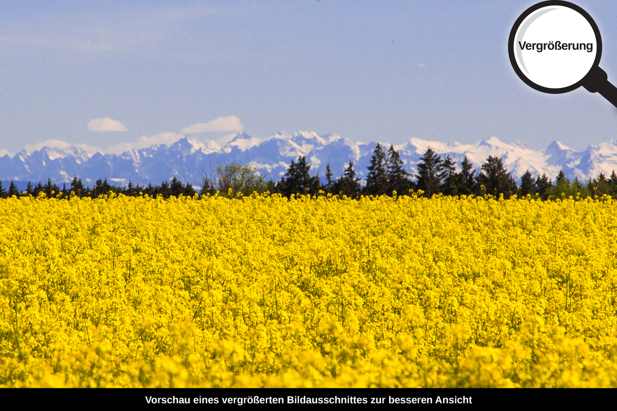 3-108-1180-bild-gross-gelb-feld-himmel-ukraine_l