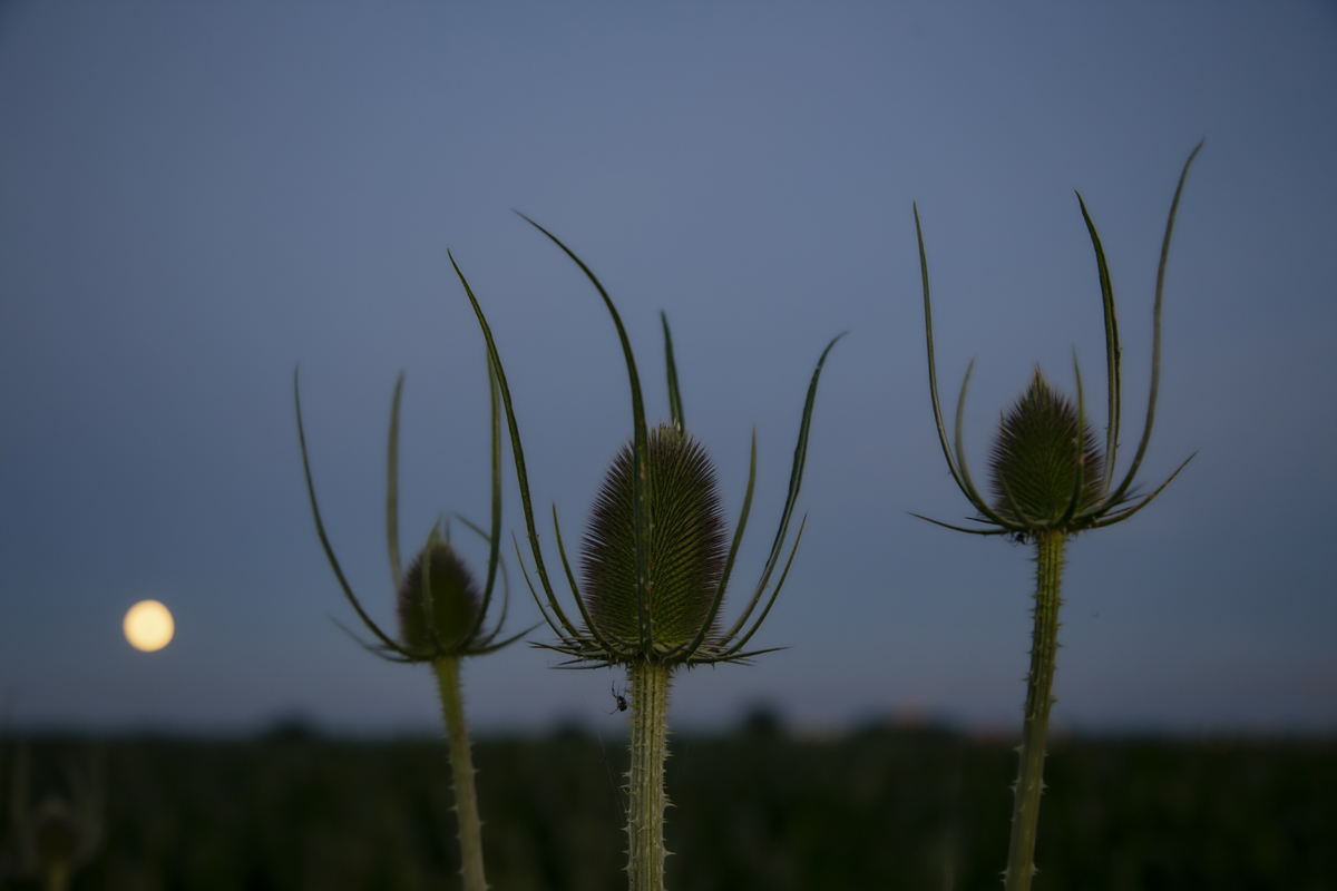 1-109-1115-hurra-blumen-mond-kuechenbilder-kunst-bilder-kaufen_l