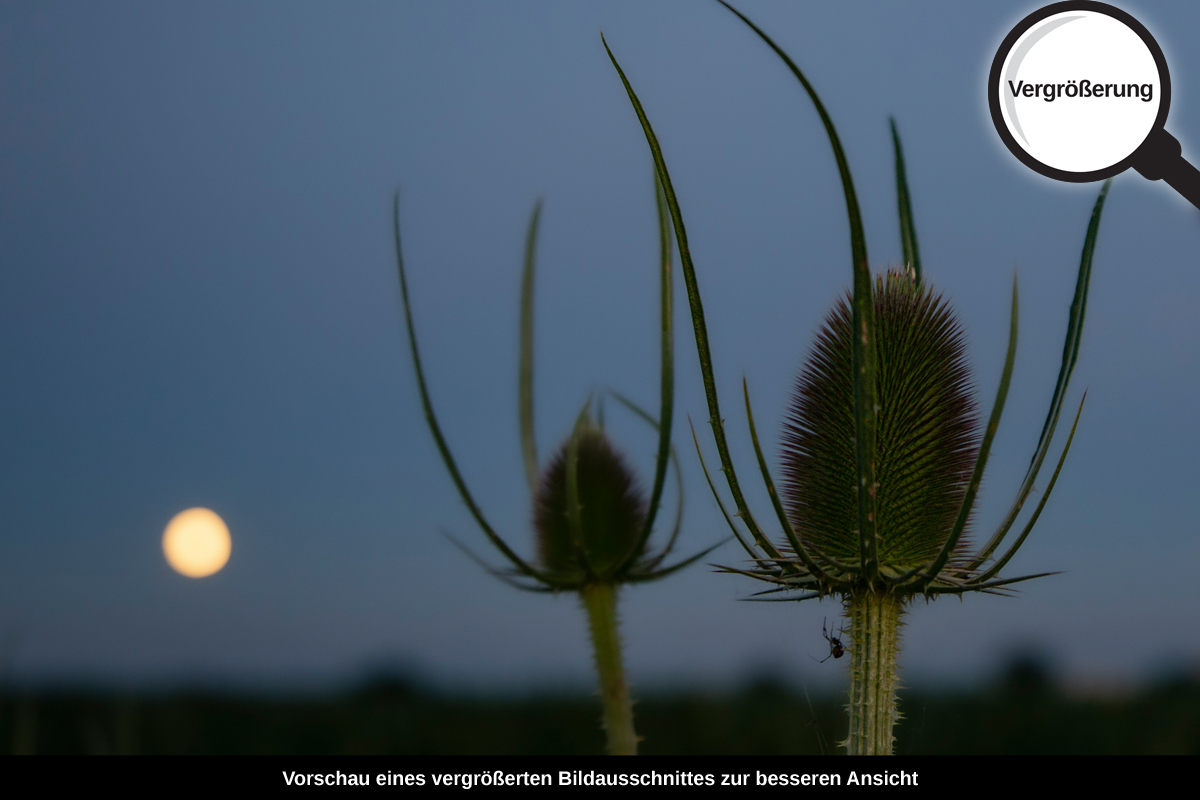 3-109-1115-bild-gross-hurra-blumen-mond_l