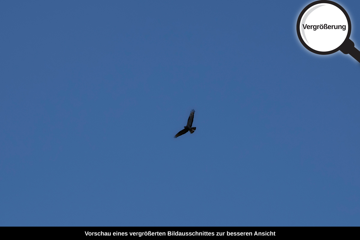 3-116-1125-bild-gross-himmel-hoch-heiter-vogel_l