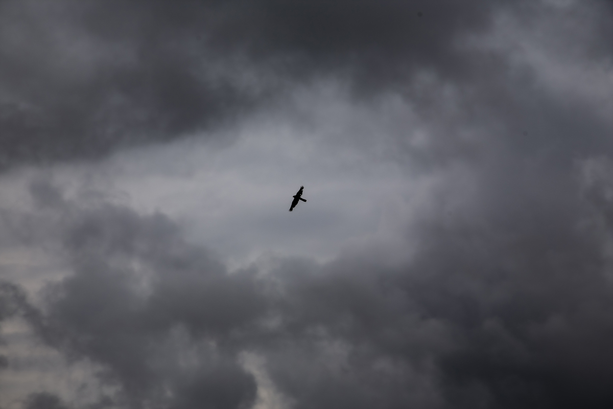 1-116-1142-vogel-flug-wolke-himmel-kunst-bilder-gerahmt_l