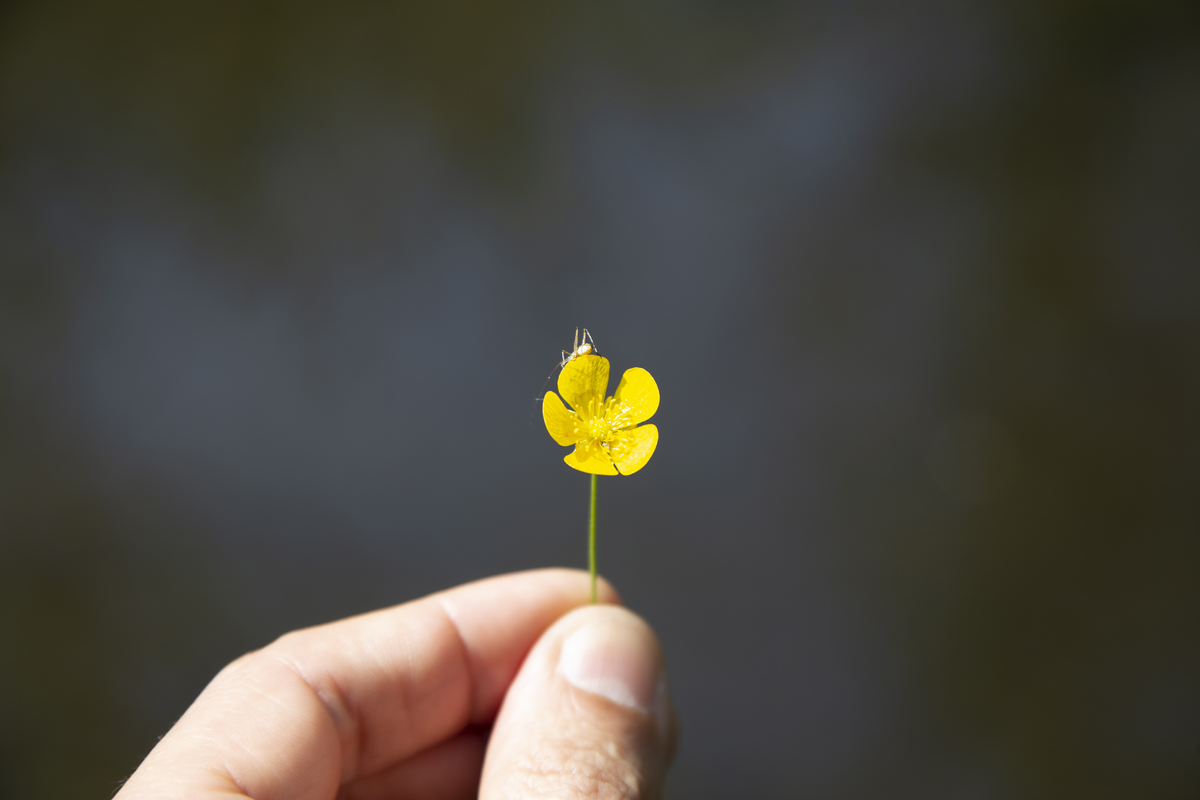 1-117-1099-blume-insekt-hand-gelb-glasbilder-frei-waehlbaren-groessen_l