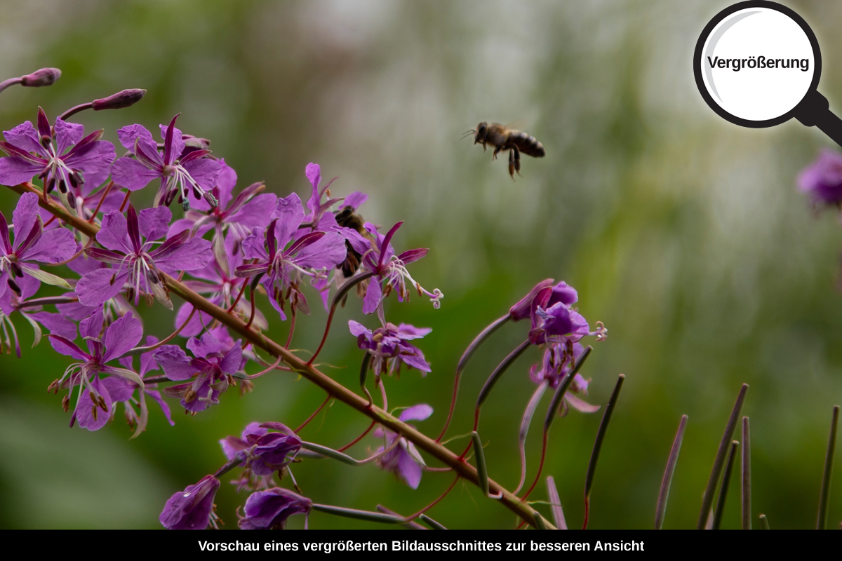 3-117-1143-bild-gross--insekt-blume-magenta-natur_l