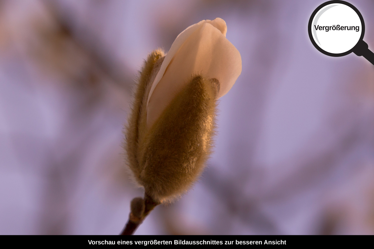 3-104-1361-bild-gross-blume-bluete-fruehling-himmel_l