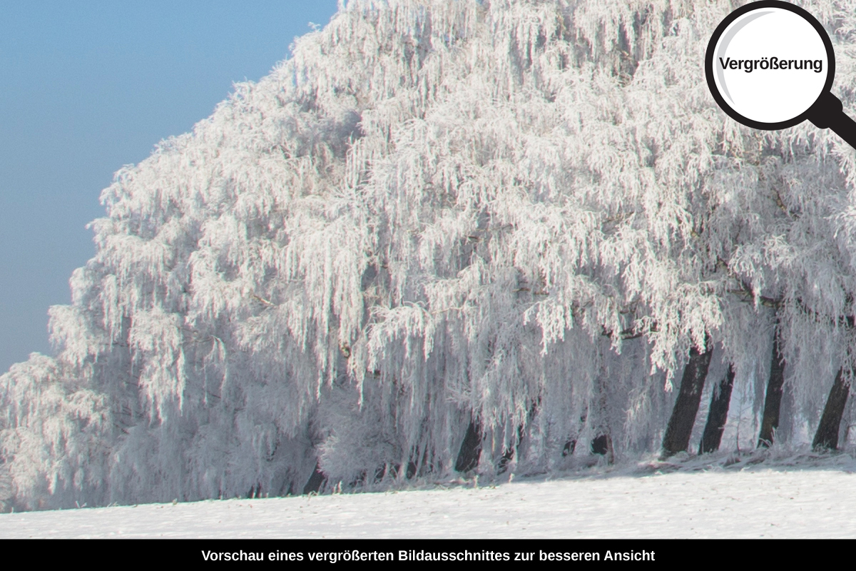 3-104-1364-bild-gross-winter-baeume-wald-schnee_l