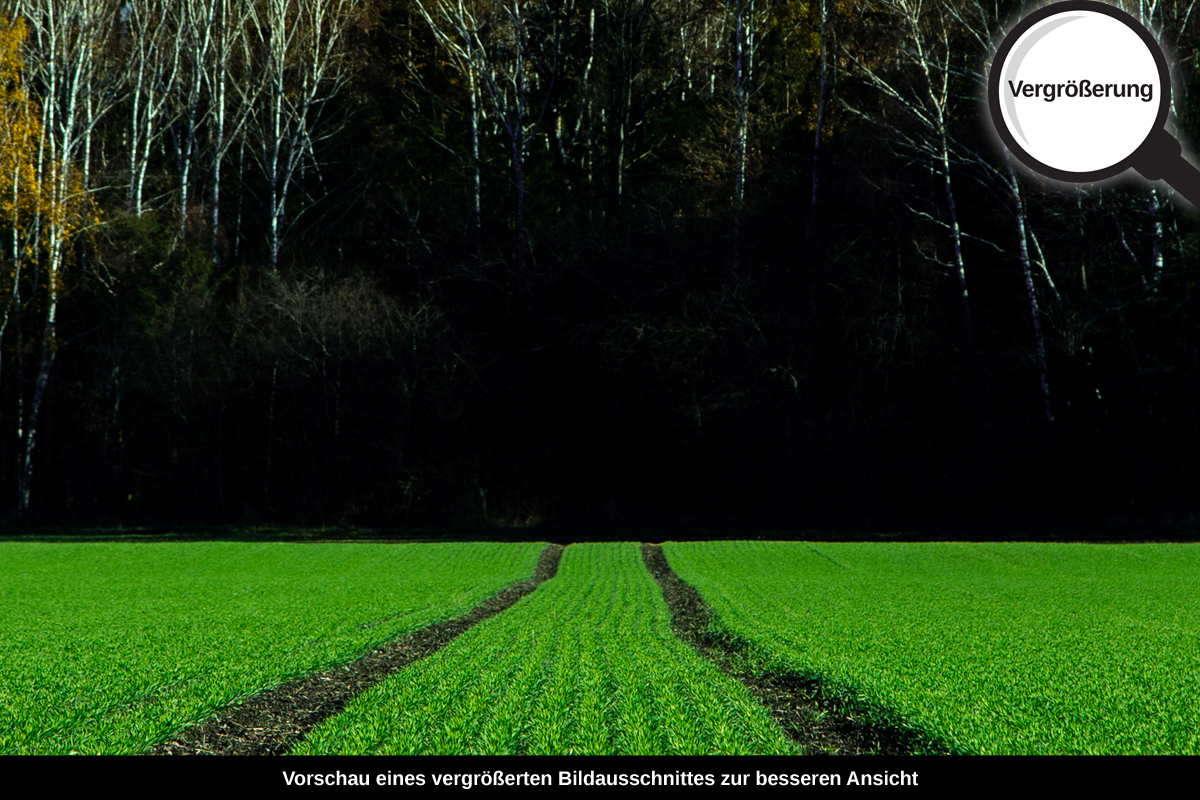 3-105-1378-bild-gross-gruenes-feld-spuren-wald-himmel_l