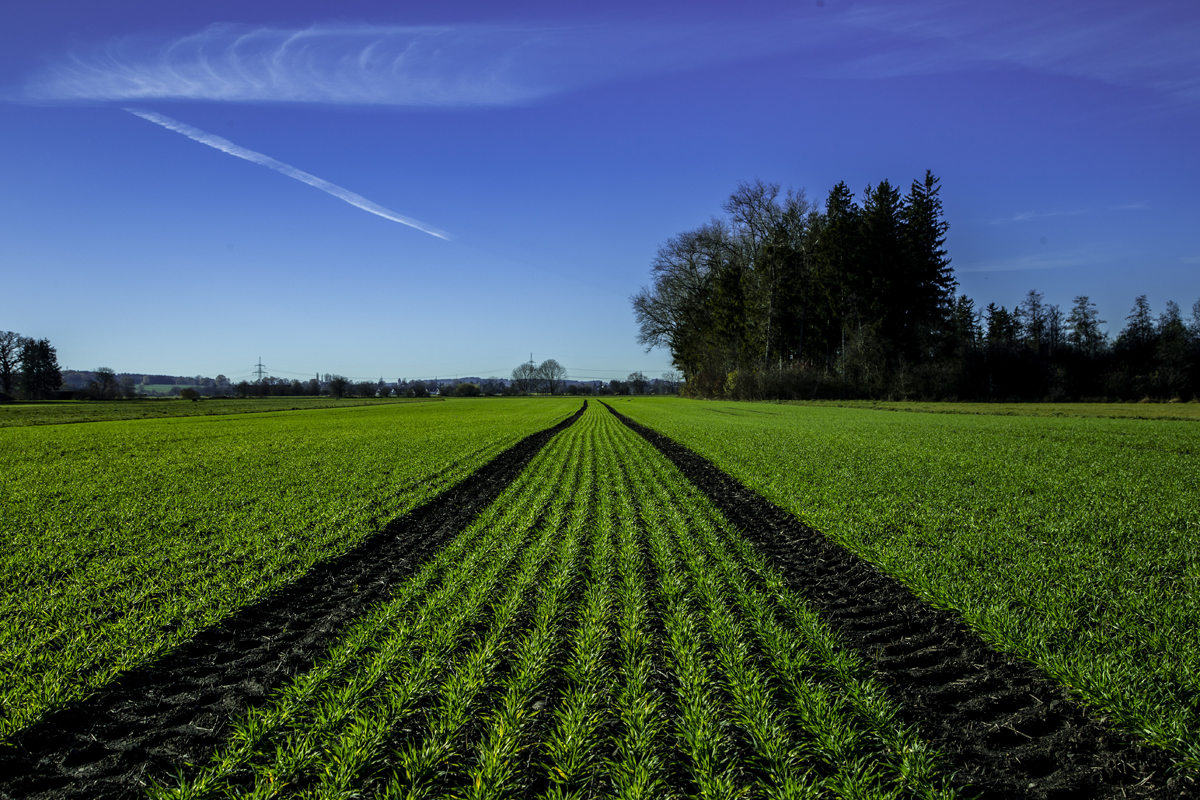 1-105-1398-gruenes-feld-spuren-blauer-himmel-verschoenerung-wandbild_l