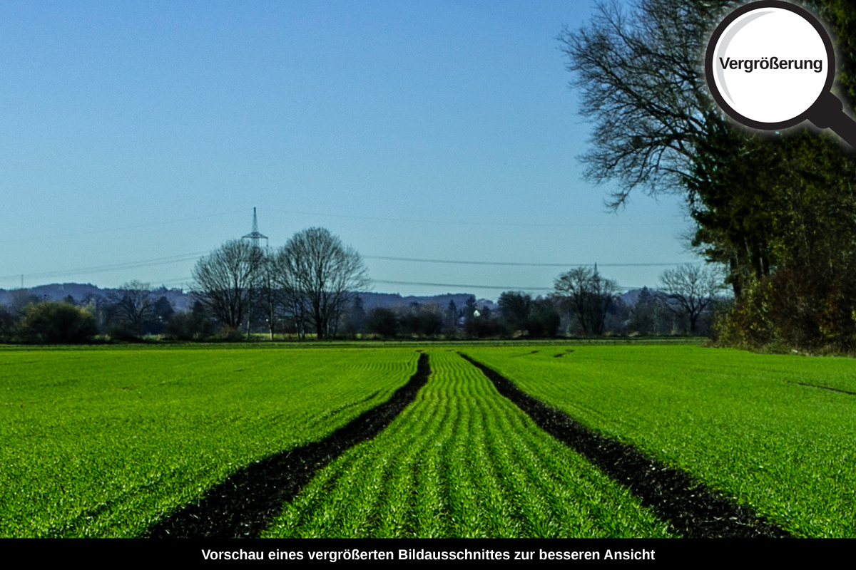 3-105-1398-bild-gross-gruenes-feld-spuren-blauer-himmel_l