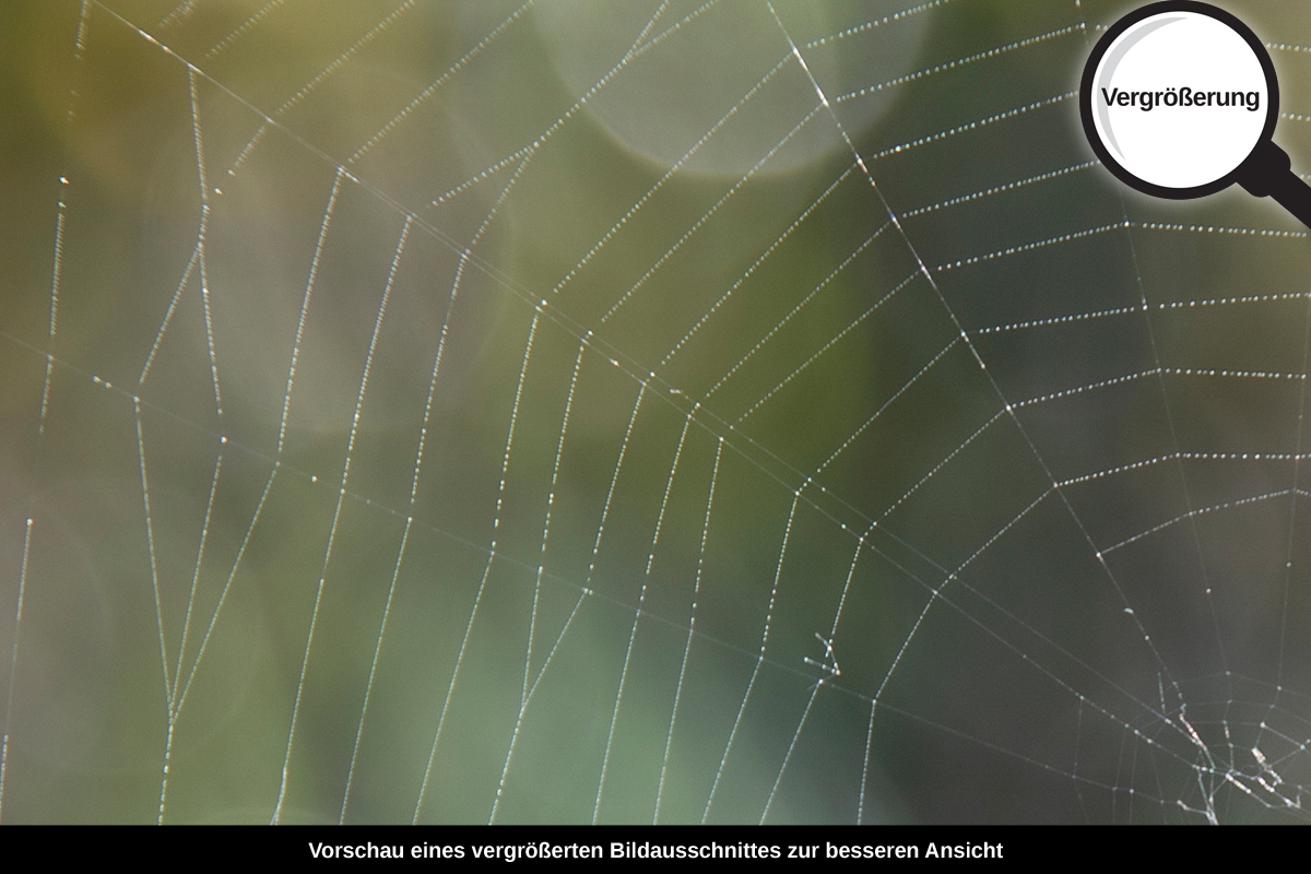 3-108-1269-bild-gross-spinngewebe-arbeit-duenn_l