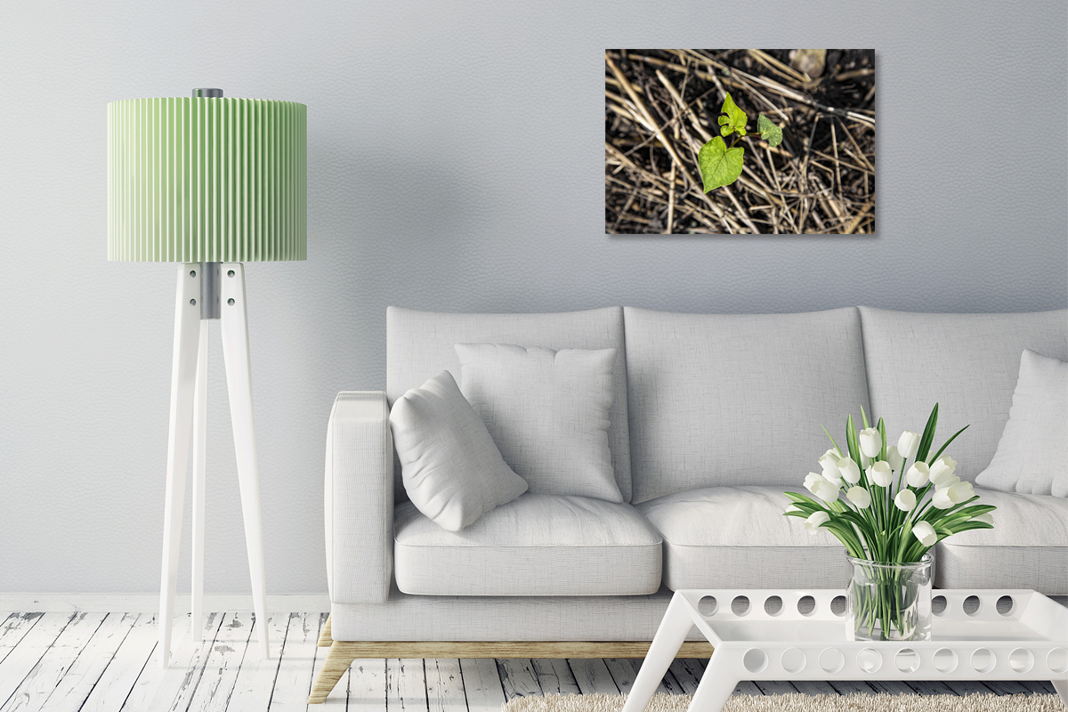 2-108-1329-wohnzimmer-juengling-blaetter-gruen-wachsen-bild-kaufen-artland_l