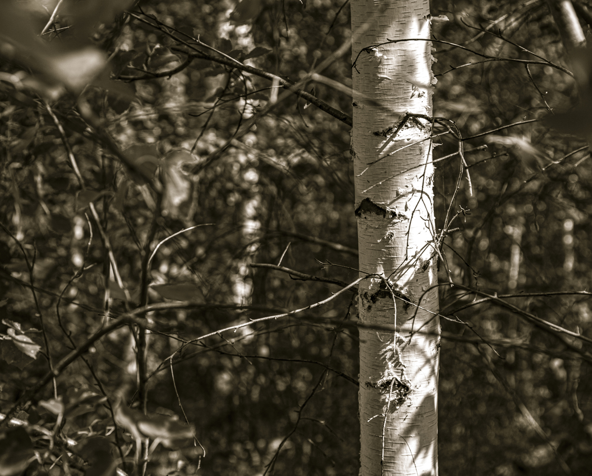 1-108-1376-birkengeholz-fruehling-natur-top-qualitaet-kuechenbilder_l
