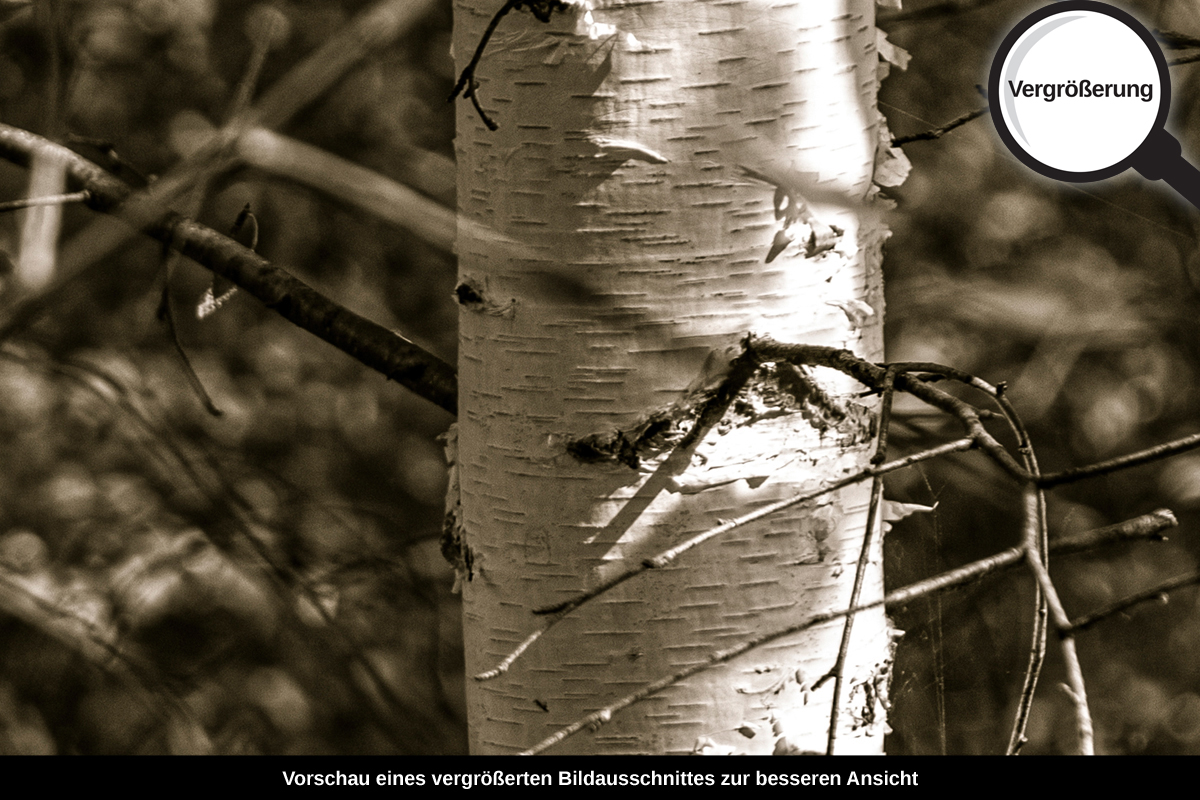 3-108-1376-bild-gross-birkengeholz-fruehling-natur_l