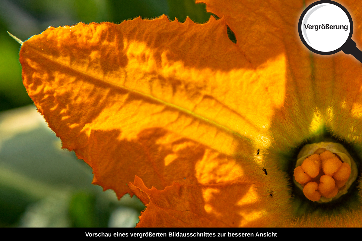 3-108-1432-bild-gross-zuckini-stern-orange_l