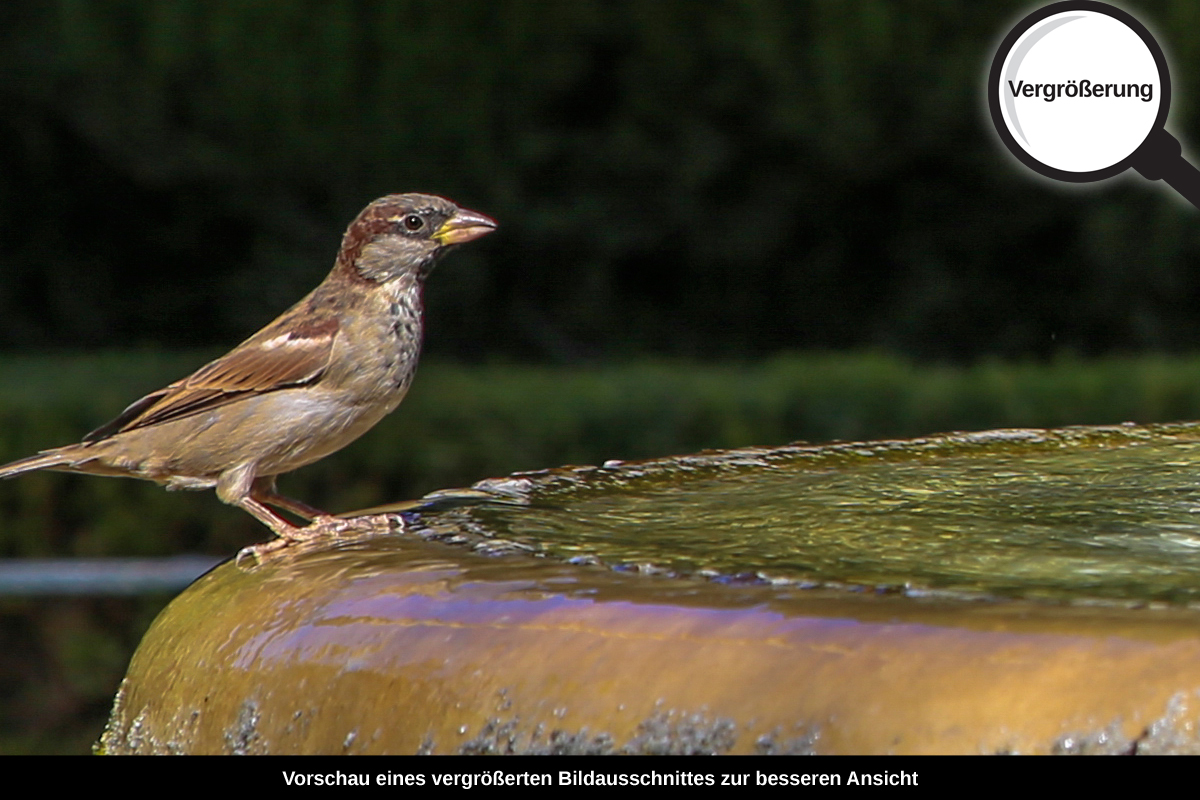 3-109-1212-bild-gross-wasserbrunnen-garten-sperling_l