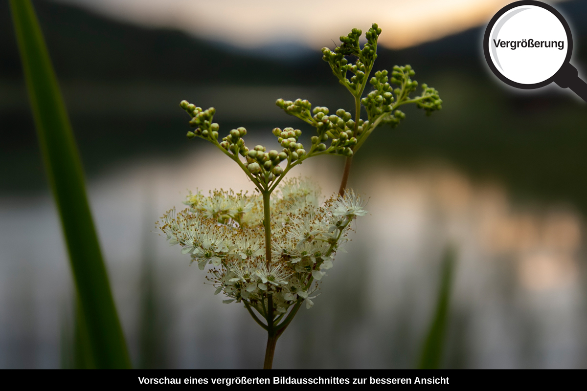 3-109-1271-bild-gross-abend-bluete-fluss_l