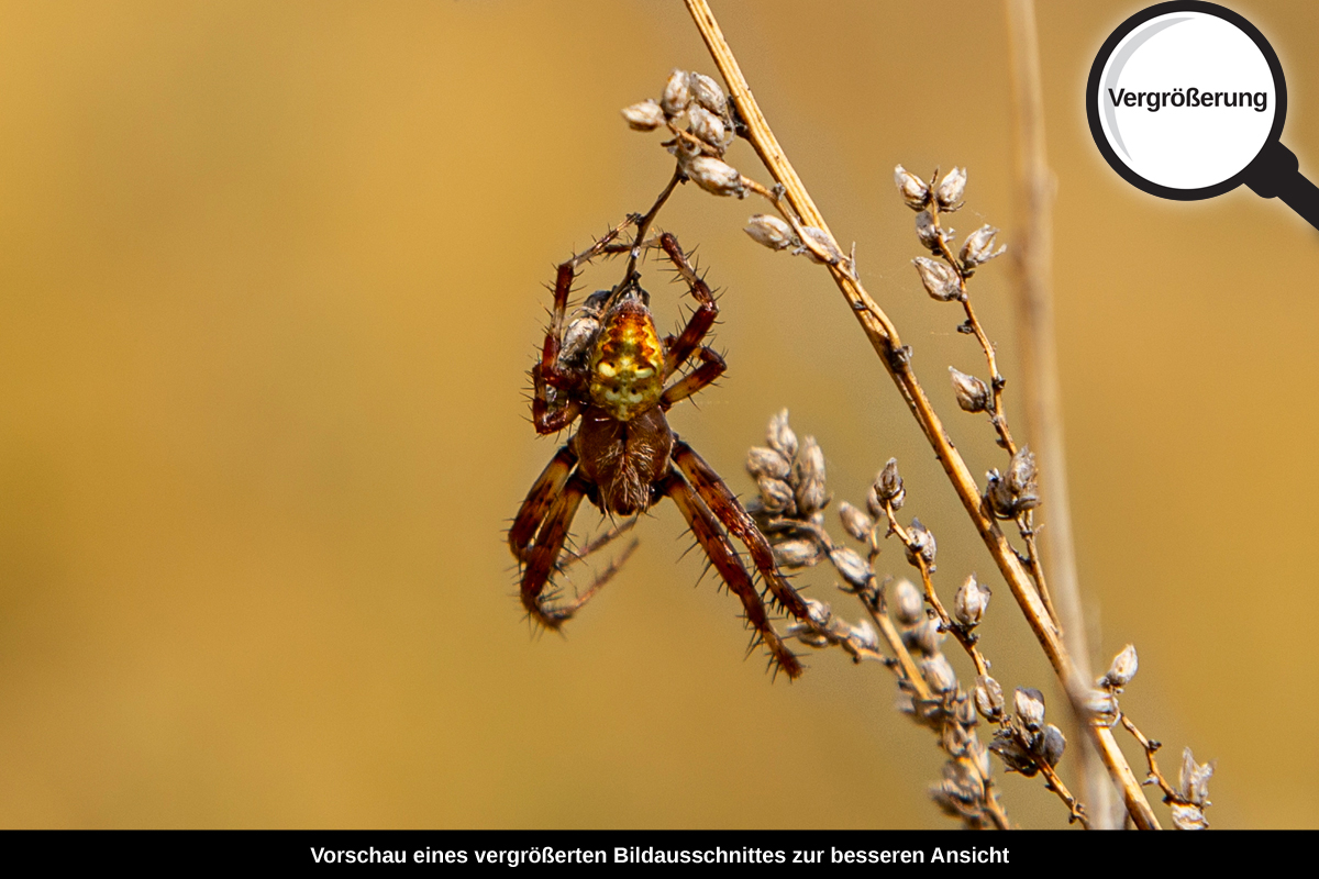 3-109-1390-bild-gross-spinne-gras-trocken_l