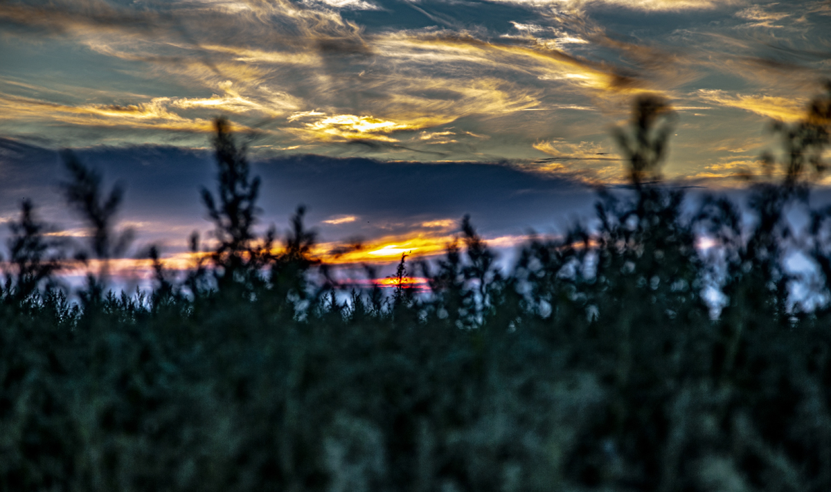 1-112-1429-sonnenuntergang-feld-gras-hochzeitsfotos-online-kaufen_l