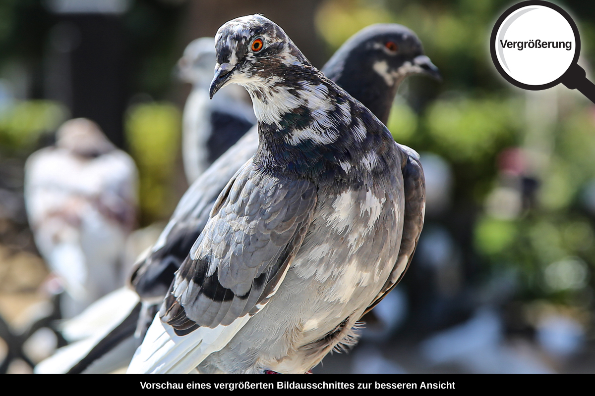 3-114-1205-bild-gross-vogel-taube-park-sommer_l
