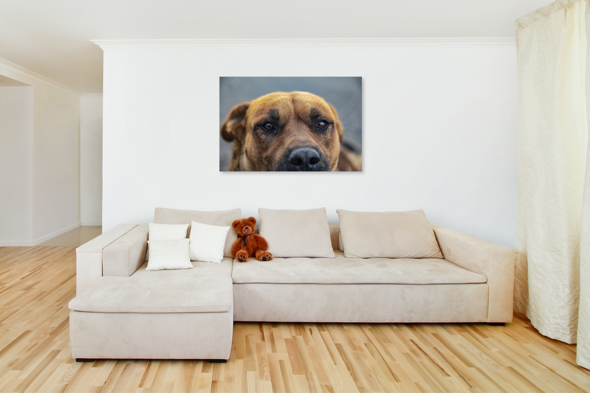 2-114-1349-wohnzimmer-hund-freund-augen-treu-wohnasseccoires-praesentation_l