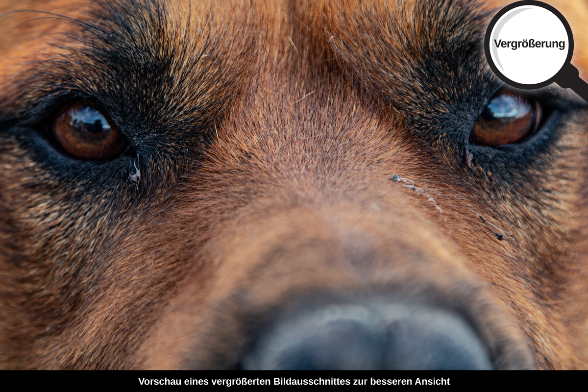 3-114-1349-bild-gross-hund-freund-augen-treu_l