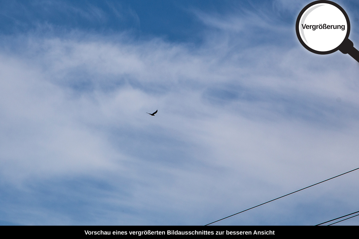 3-116-1298-bild-gross-himmel-wolke-vogel-kabel_l