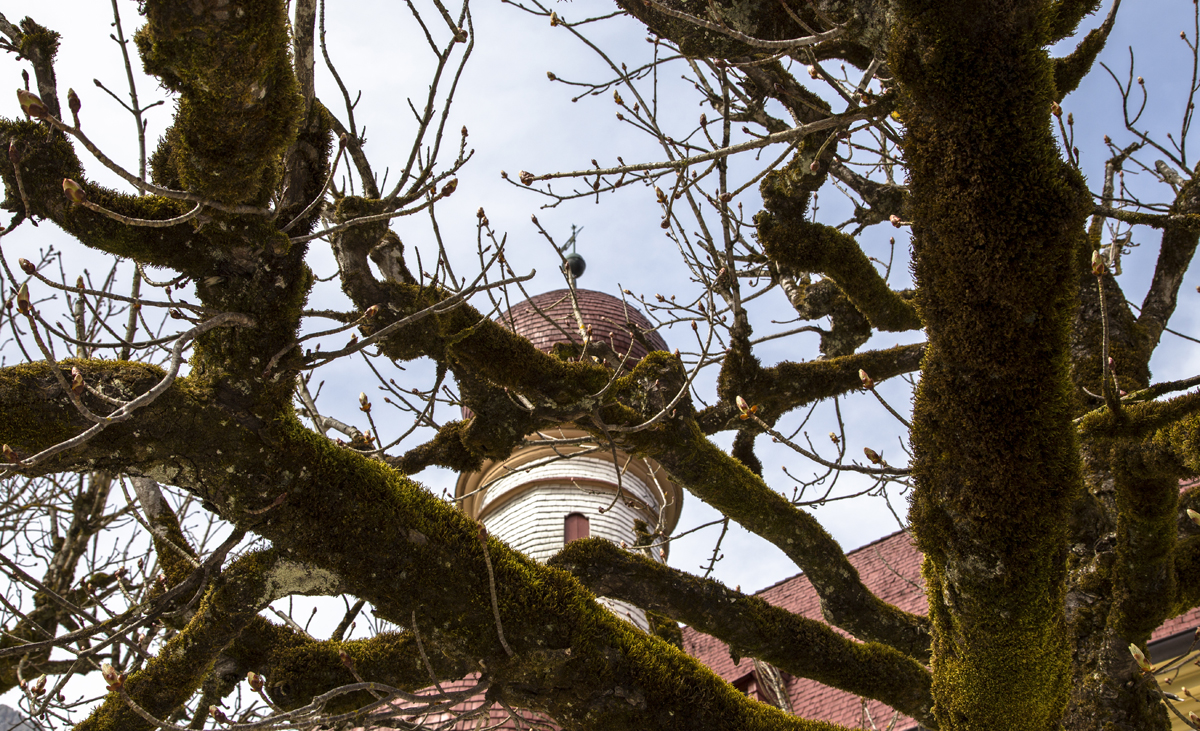 1-113-1134-moos-kuppel-baum-stadt-contemporary-art-gemaelde_l