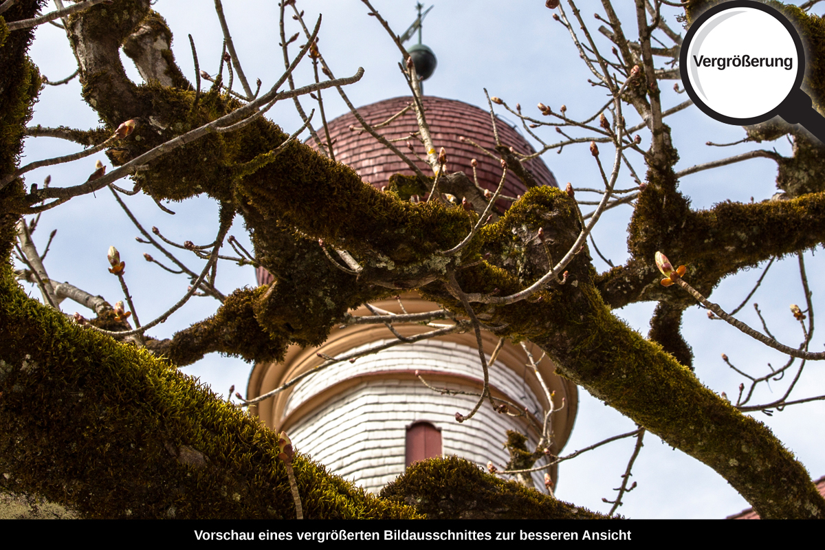 3-113-1134-bild-gross-moos-kuppel-baum-stadt_l