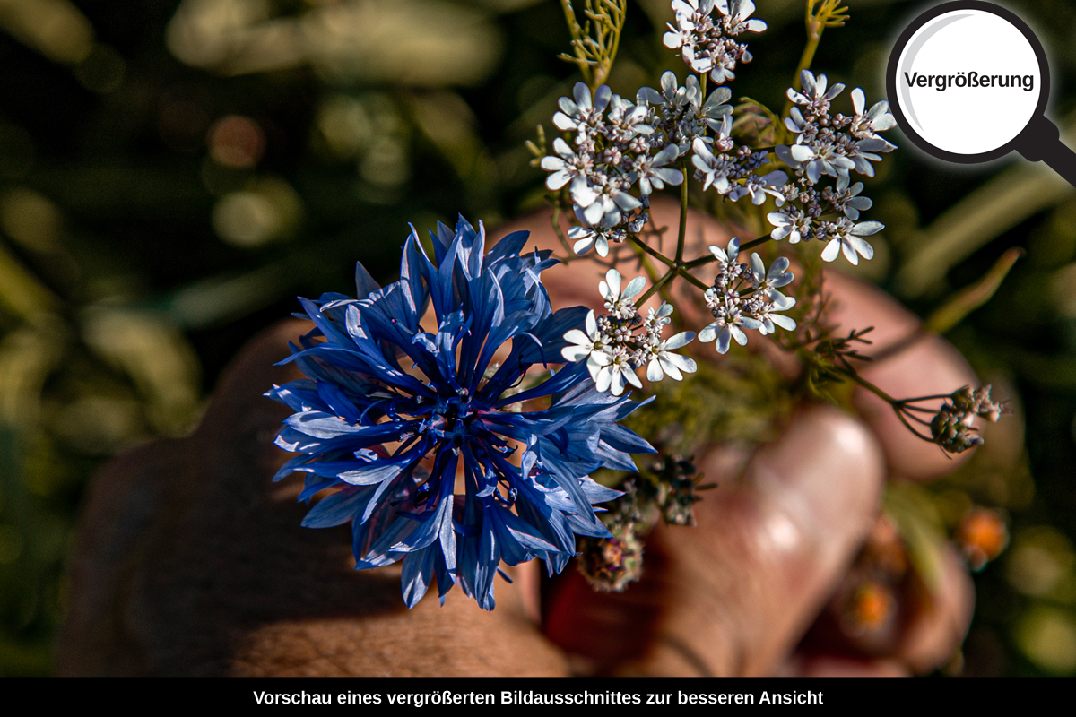 3-117-1216-bild-gross-feldblumen-hand-sommer_l