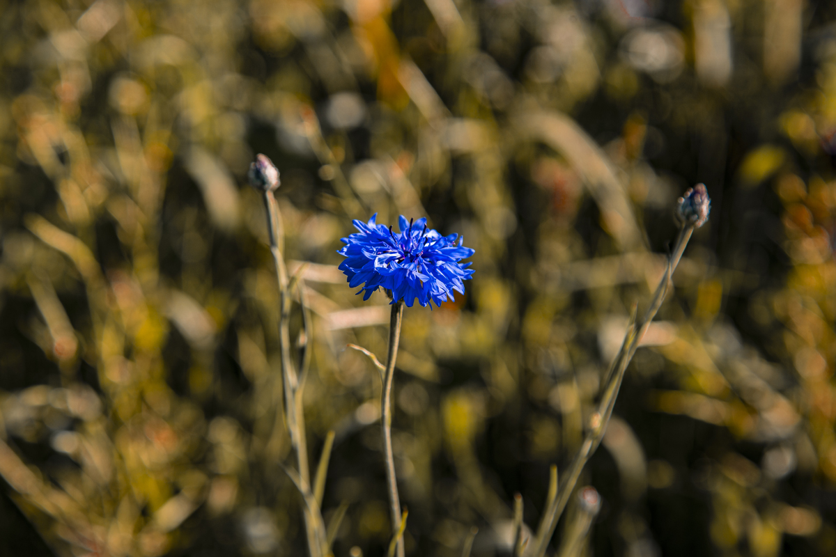 1-117-1217-flockenblume-feld-pflanzen-blau-galerie-bild-xxl_l