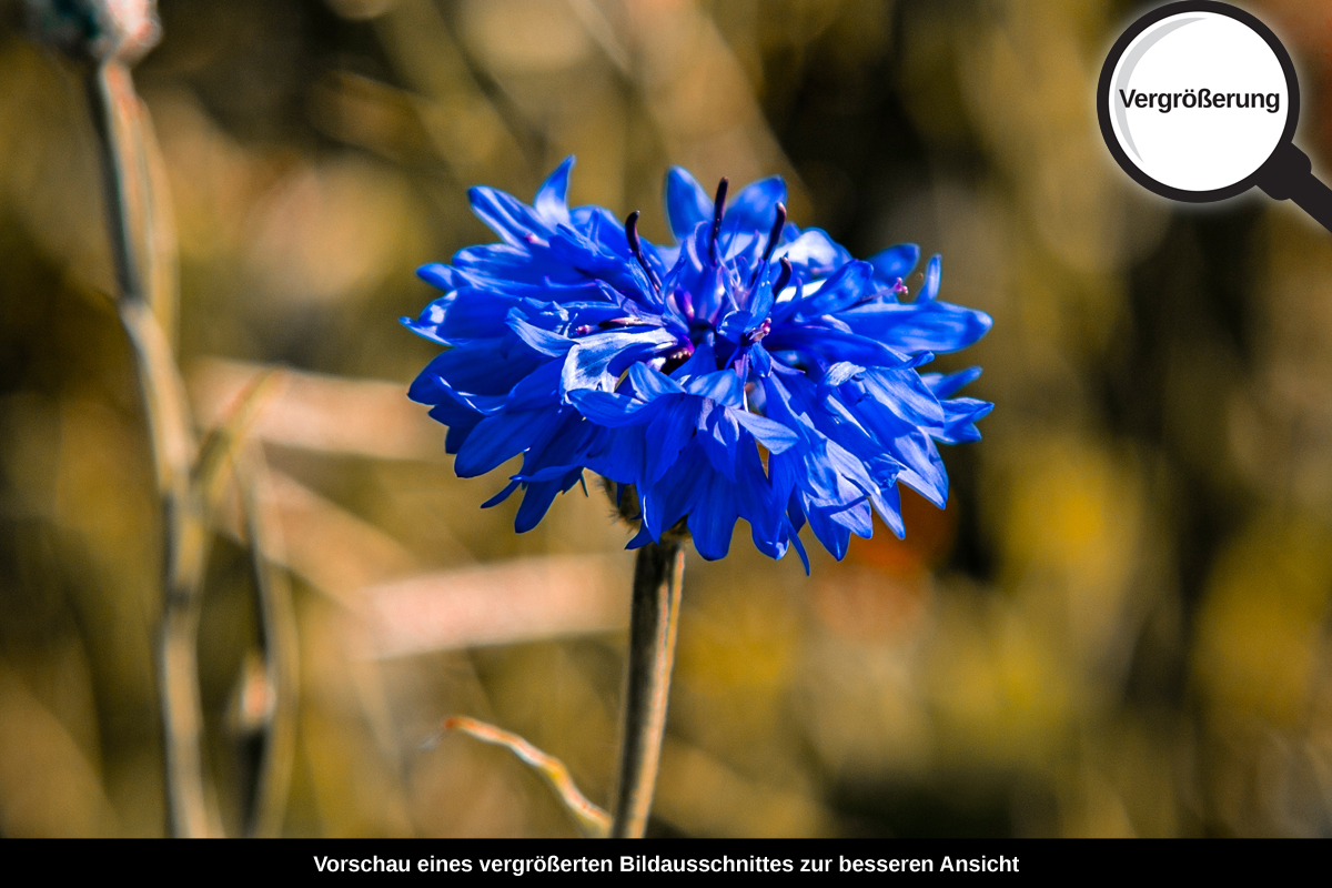 3-117-1217-bild-gross-flockenblume-feld-pflanzen-blau_l
