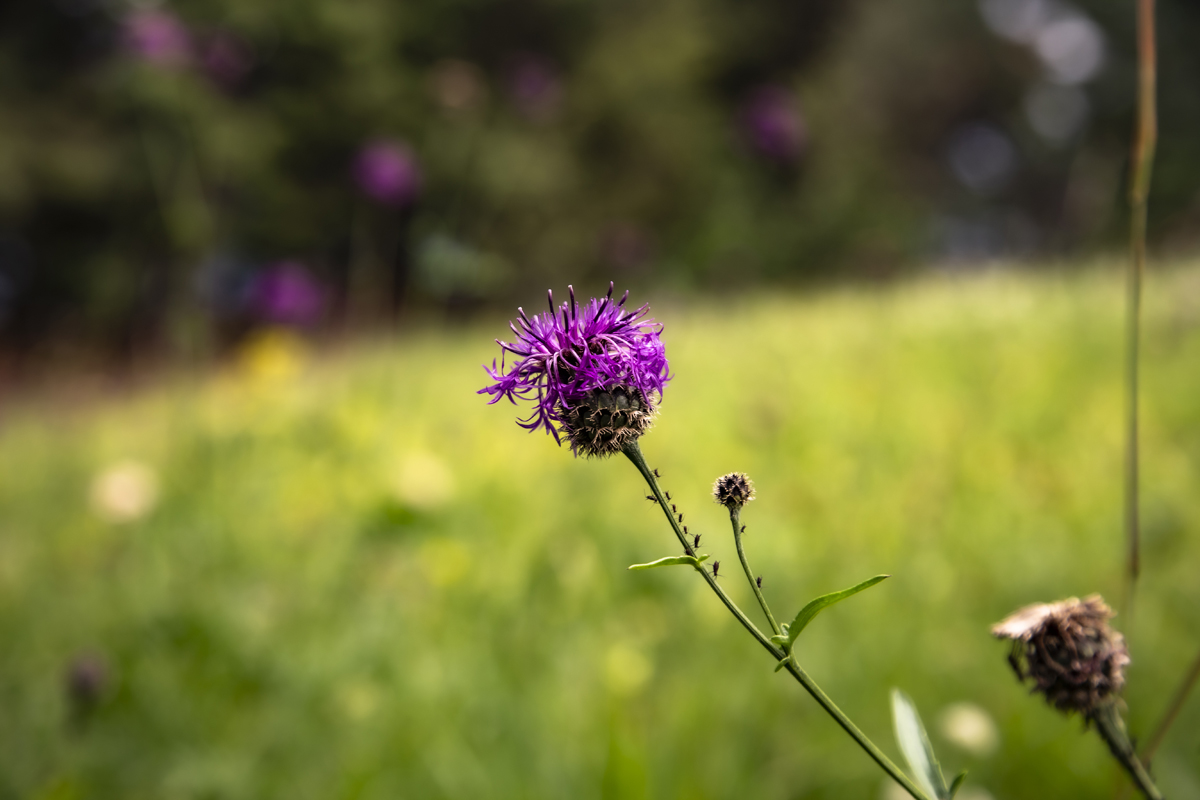 1-117-1230-kopfklee-magenta-blumenfeld-frei-waehlbaren-groessen-beruehmter-fotograf_l