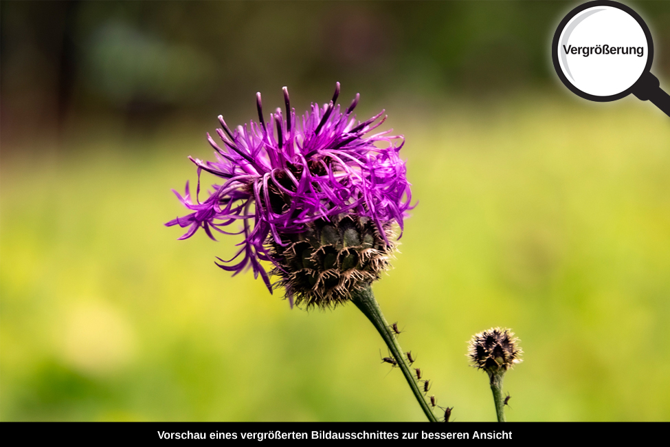 3-117-1230-bild-gross-kopfklee-magenta-blumenfeld_l