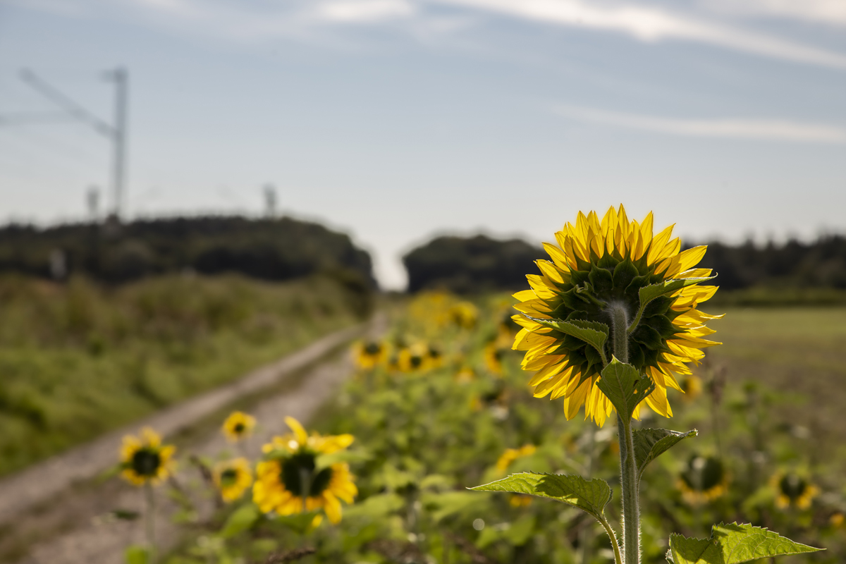 1-117-1276-sonnenblume-feld-sommer-exklusive-bilder-artgalerie_l