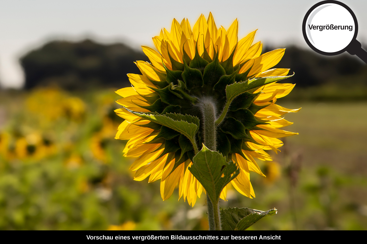 3-117-1276-bild-gross-sonnenblume-feld-sommer_l