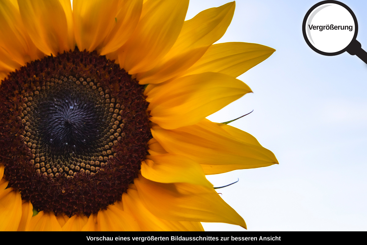 3-117-1291-bild-gross-sonne-blume-gelb-freude_l