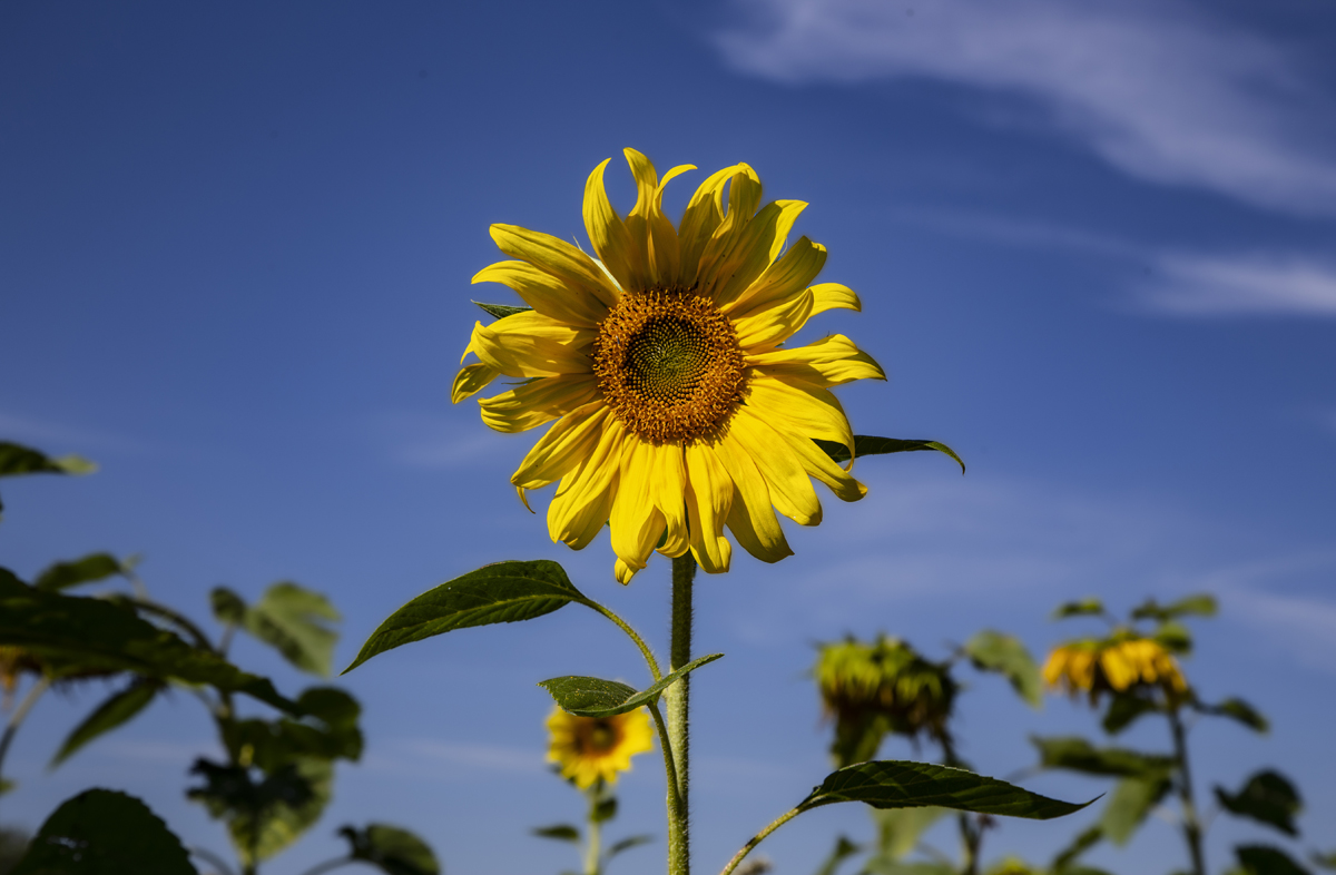 1-117-1297-sonnenblume-feld-gelb-freude-bildershop-acrylglasbilder_l.jpg