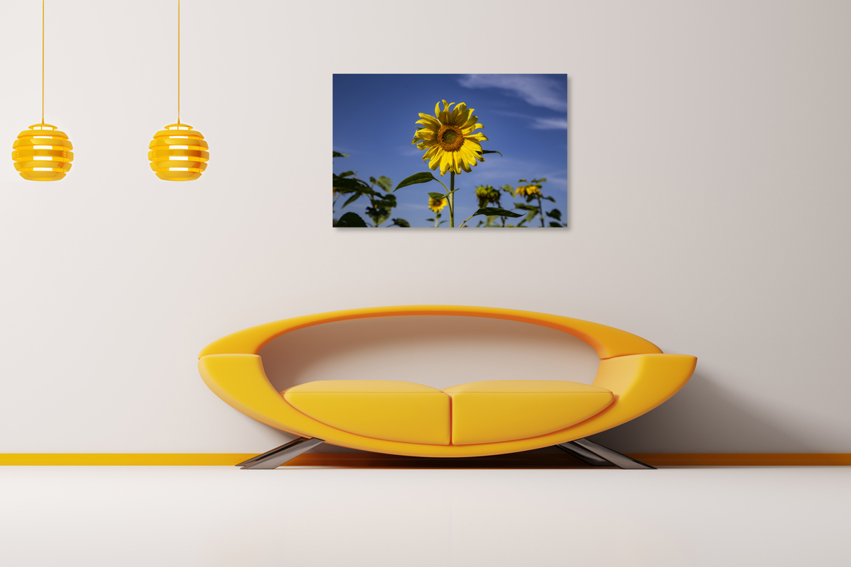 2-117-1297-innenraum-sonnenblume-feld-gelb-freude-bildershop-acrylglasbilder_l