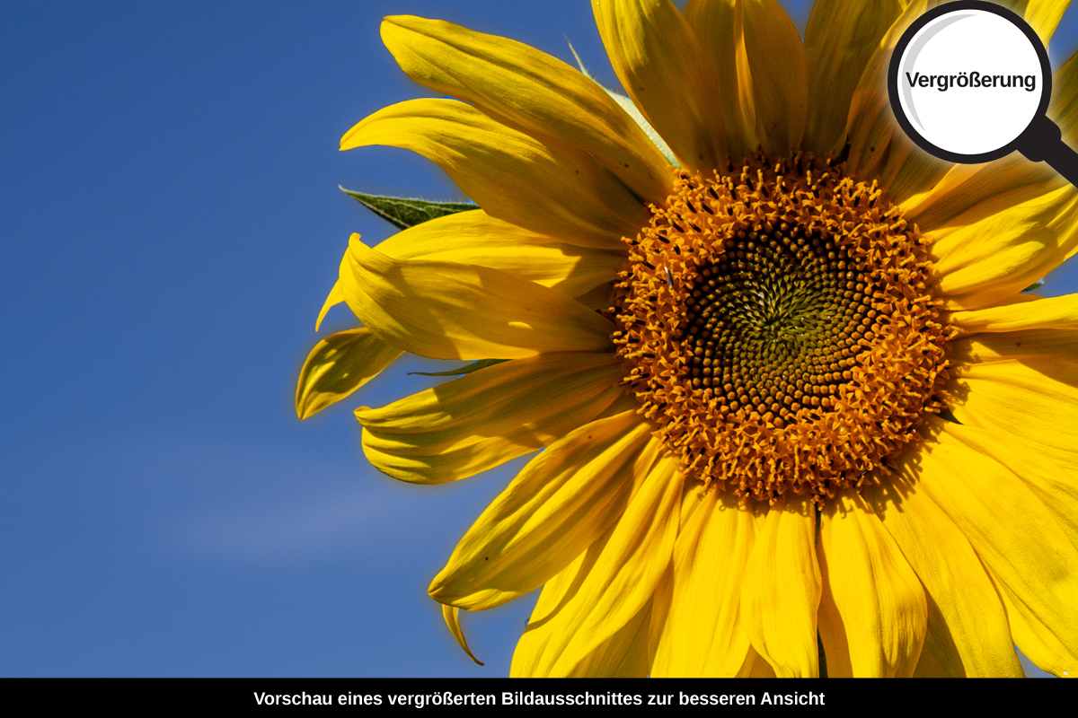 3-117-1297-bild-gross-sonnenblume-feld-gelb-freude_l