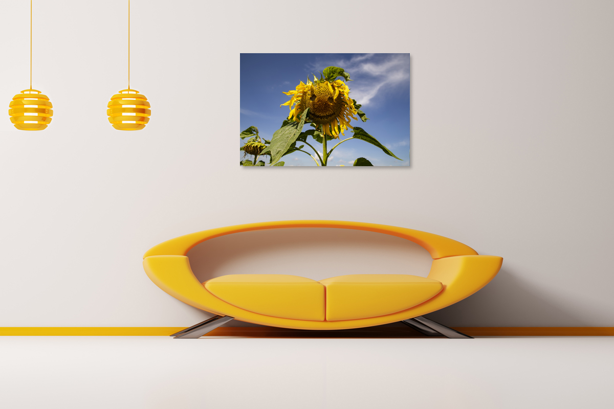 2-117-1301-wohnzimmer-sonnenblume-smile-laecheln-artland-contemporary-art_l