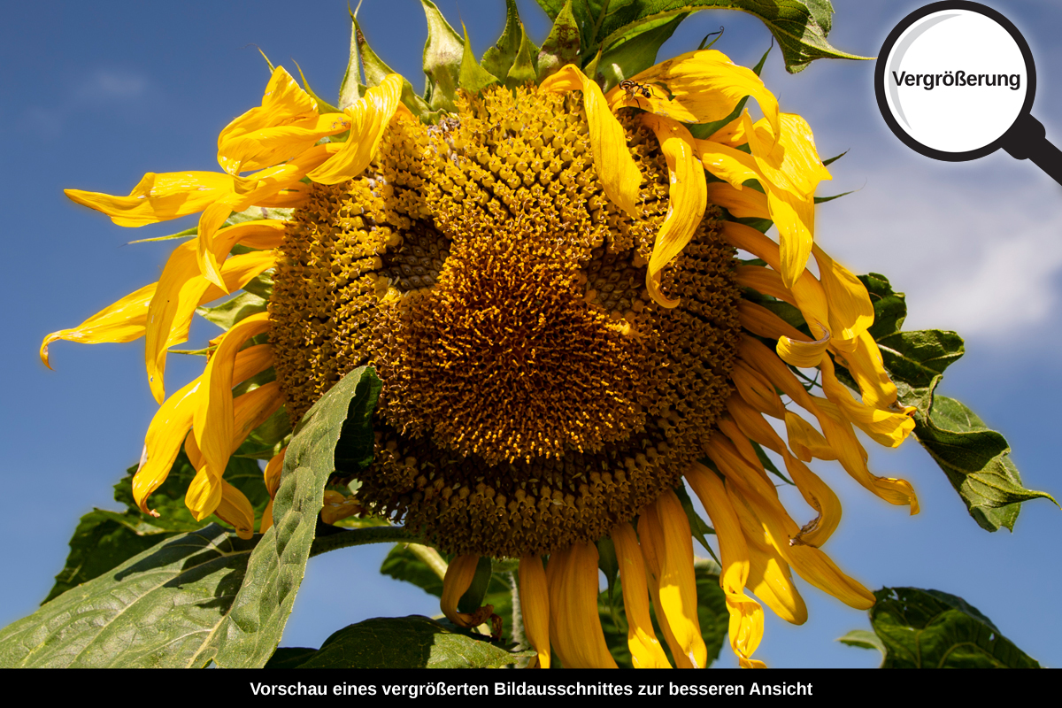 3-117-1301-bild-gross-sonnenblume-smile-laecheln_l