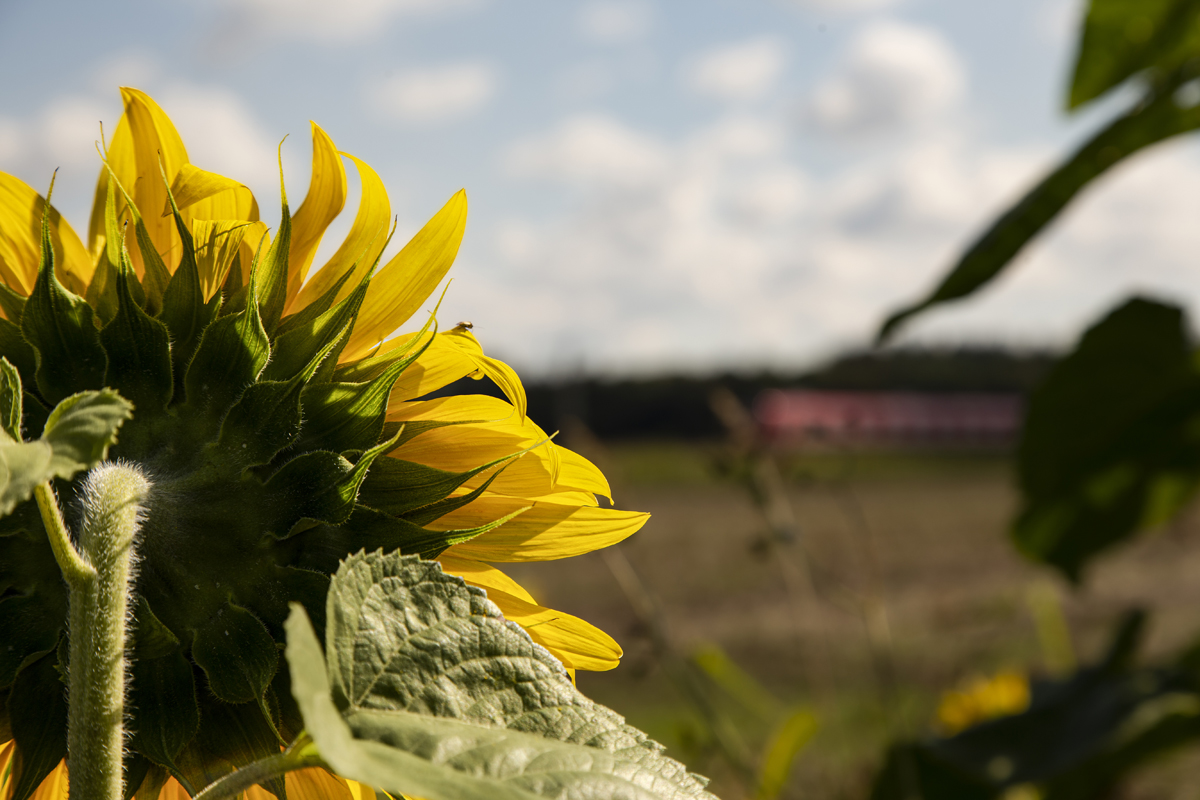 1-117-1310-sonnenblume-feld-sommer-beruehmter-fotograf-digitaldruck_l