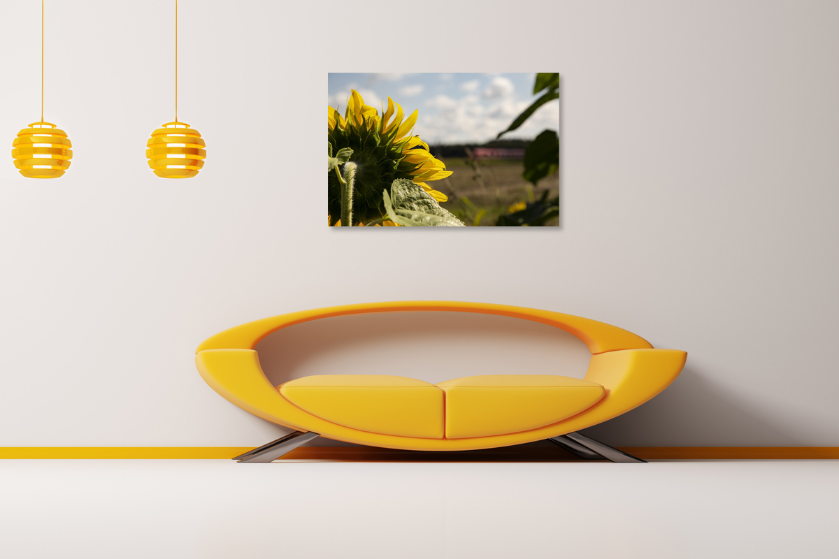 2-117-1310-wohnzimmer-sonnenblume-feld-sommer-beruehmter-fotograf-digitaldruck_l