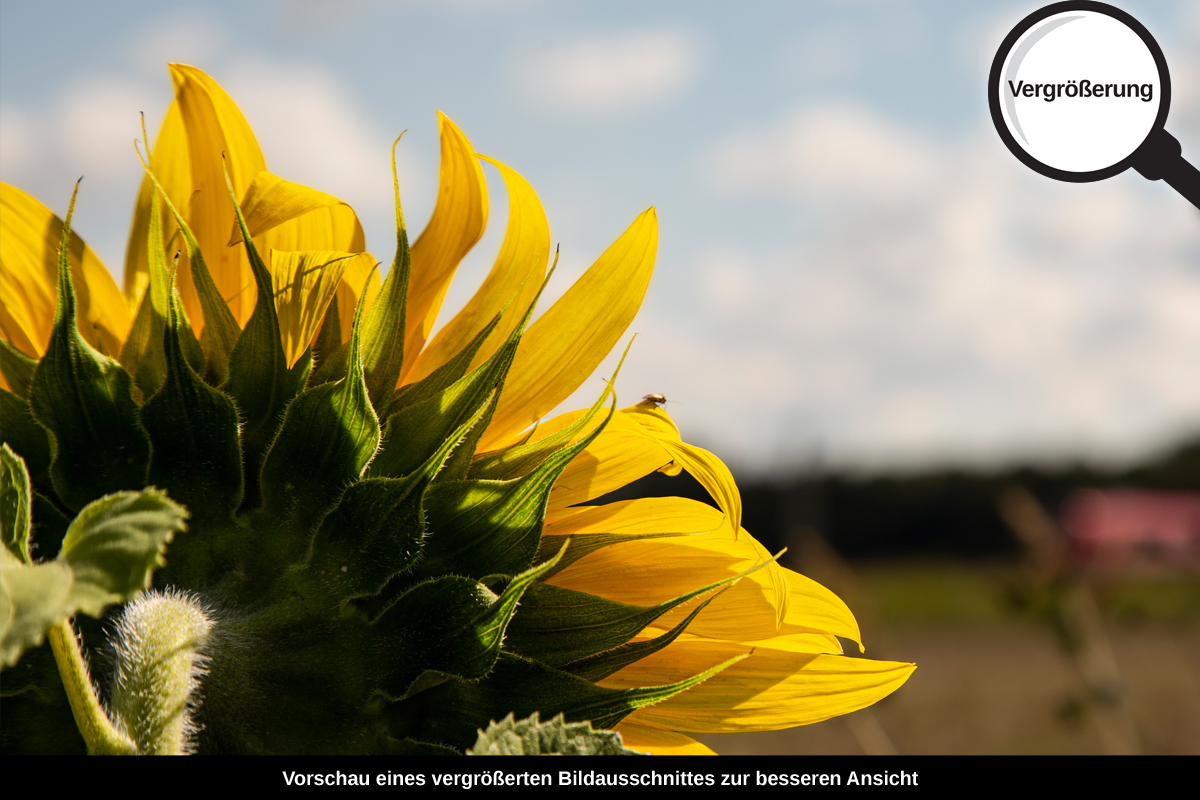 3-117-1310-bild-gross-sonnenblume-feld-sommer_l