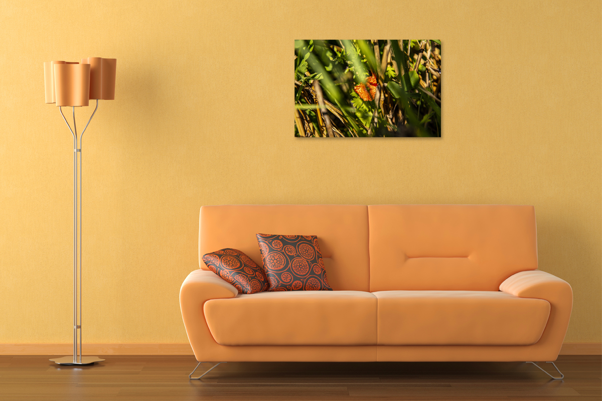 2-117-1328-wohnzimmer-sonnig-orange-pflanze-gruen-bild-kaufen-online-fotokunst_l