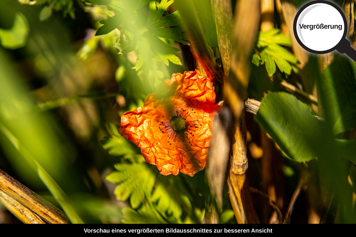 3-117-1328-bild-gross-sonnig-orange-pflanze-gruen_l