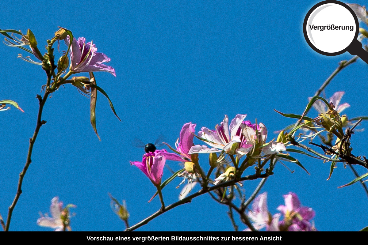 3-104-1584-bild-gross-himmel-fruehling-blumen_l