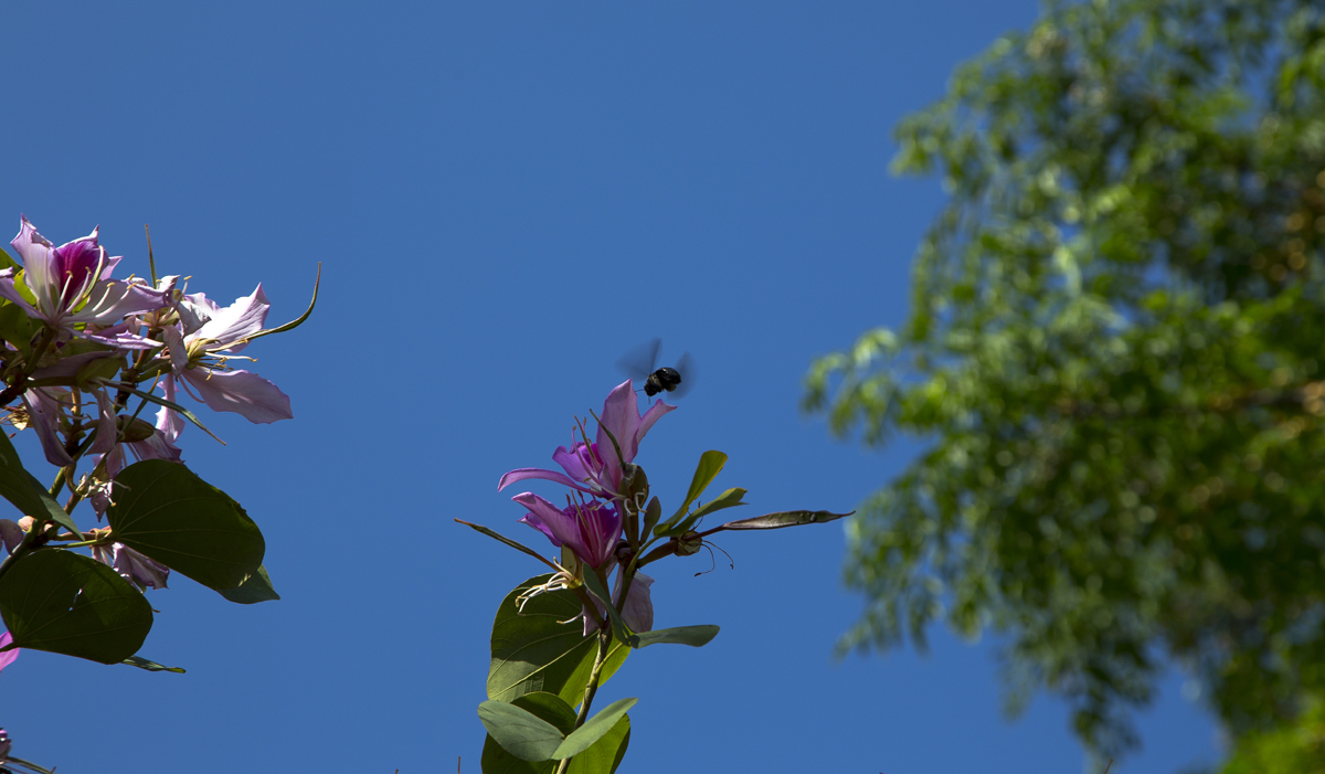 1-104-1585-biene-himmel-blume-sommer-kuechenbilder-kultur_l