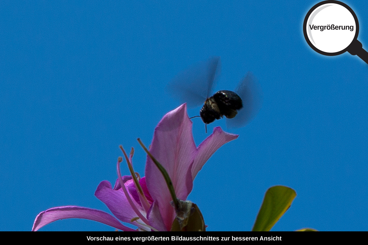 3-104-1585-bild-gross-biene-himmel-blume-sommer_l