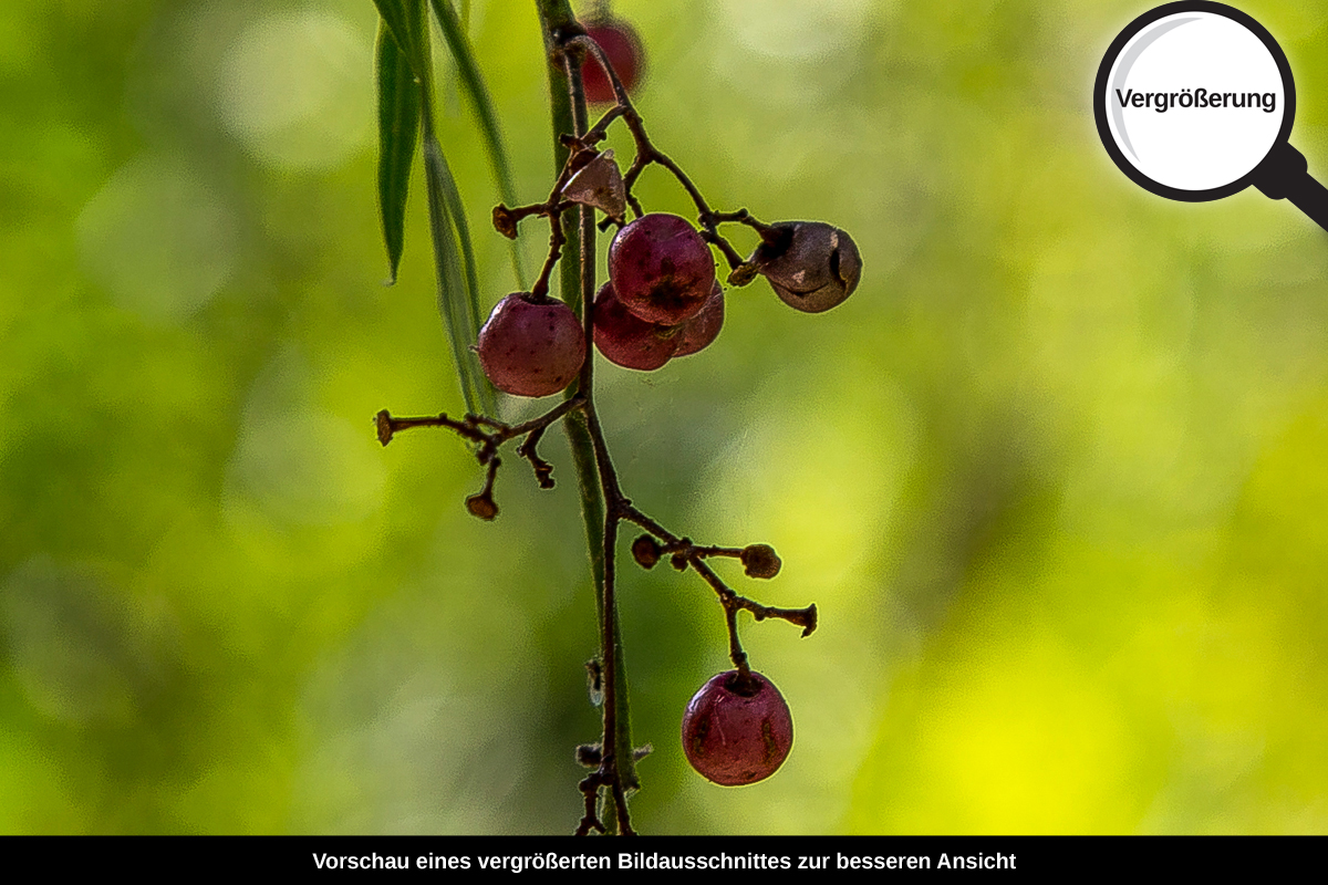 3-104-1588-bild-gross-natur-gruene-beere_l